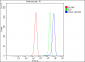 Anti-Cdk2 Antibody Picoband™ (monoclonal, 5B12D1)